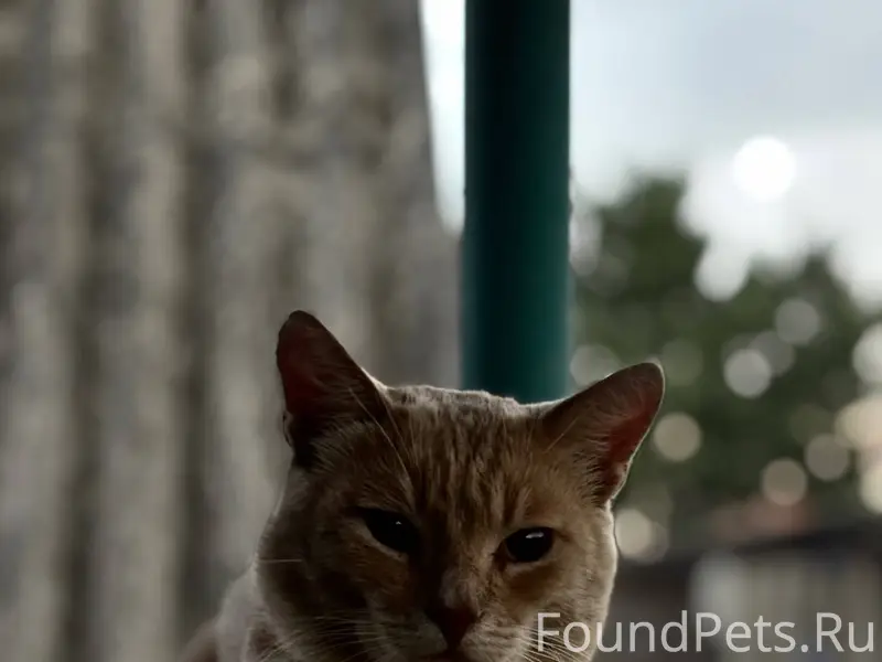 ‼️ВОЗНАГРАЖДЕНИЕ ‼️ Пропал кот...