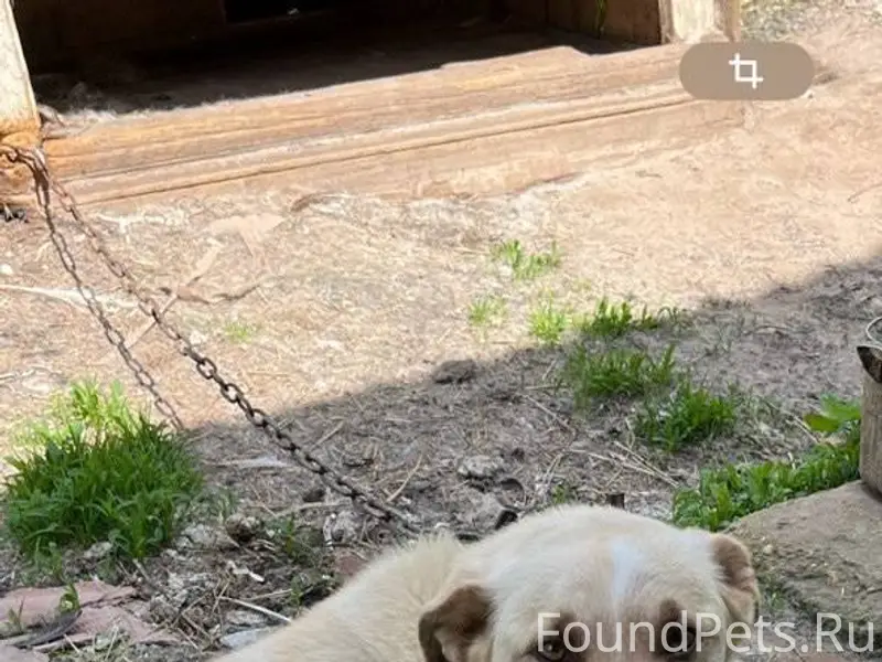 Здравствуйте, пропала собака, ...