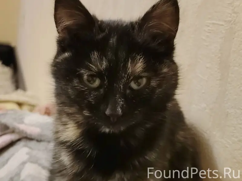 Маленькая кошечка, найдена в д...