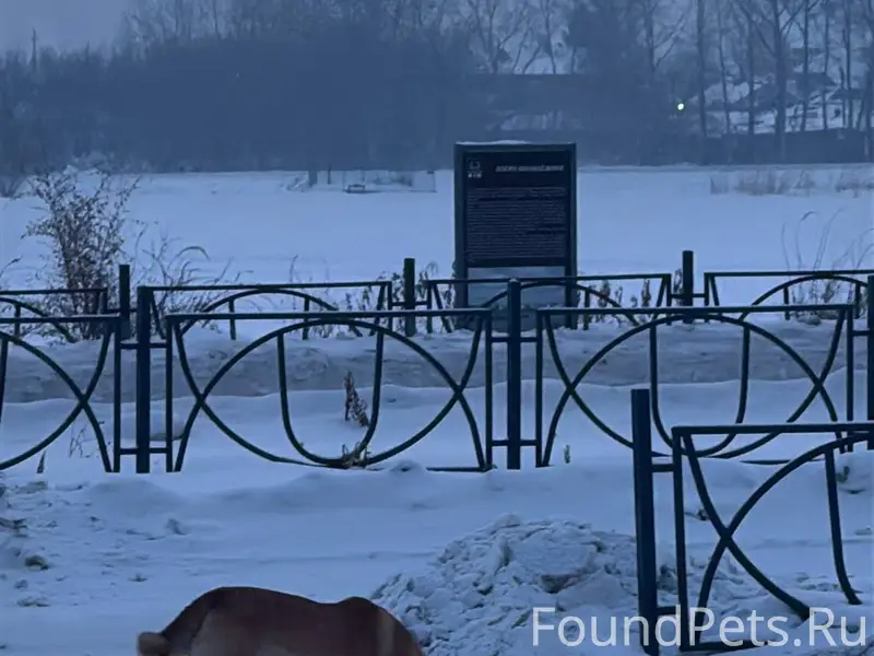 29.01.26 Багет собака в...