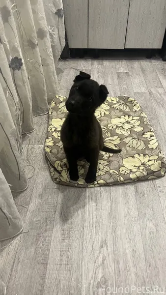 Найдена собака девочка, Прокоп...