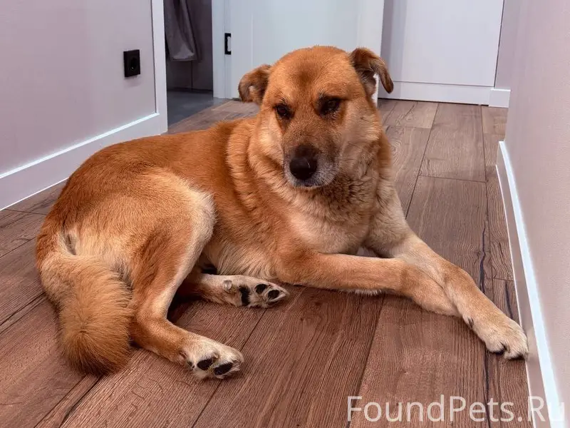 ❗❗❗Найдена собака (кобель) , 2...