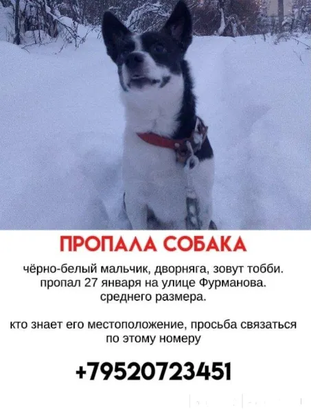 Пропала собака. Чёрно-белый ма...