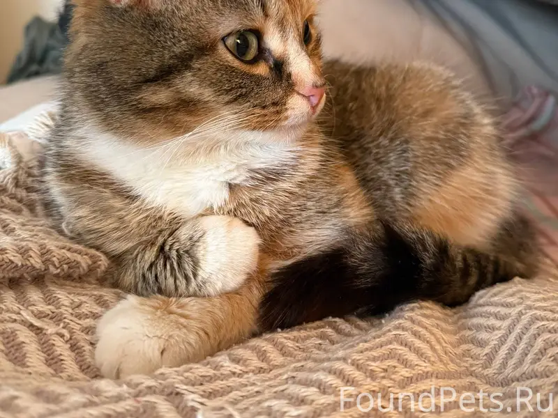 Возле 20-ой школы найдена кошк...