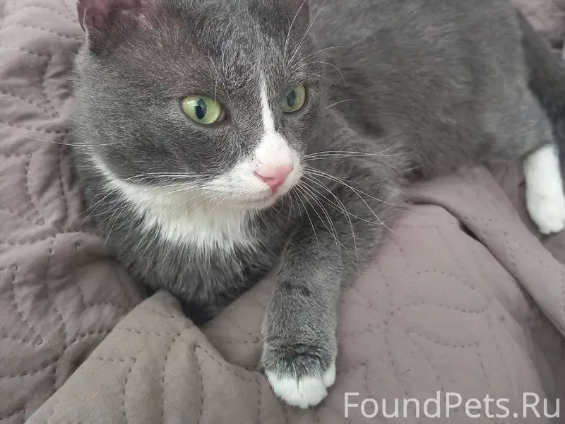 Нашли кота в районе Сокола Хоз...