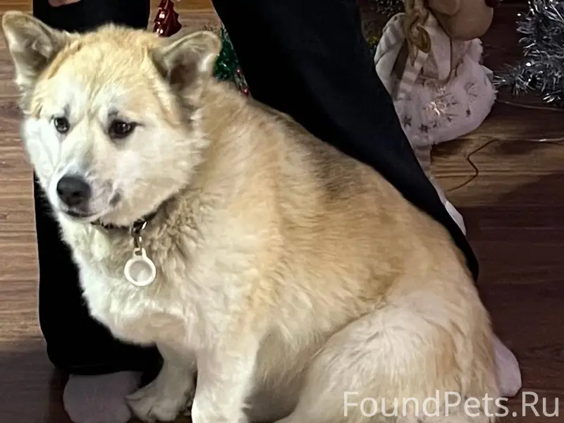 Убежала собака, район ШААЗ 891...