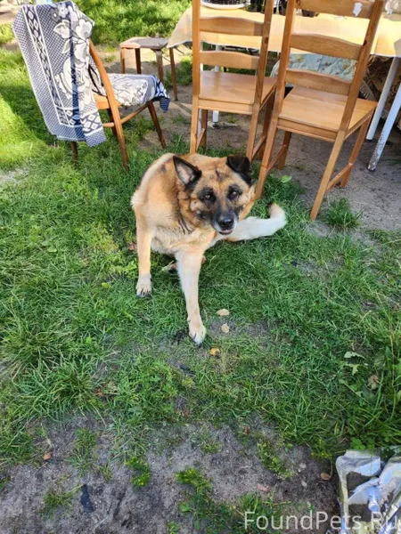 Пропала собака,кличка Лора,соб...