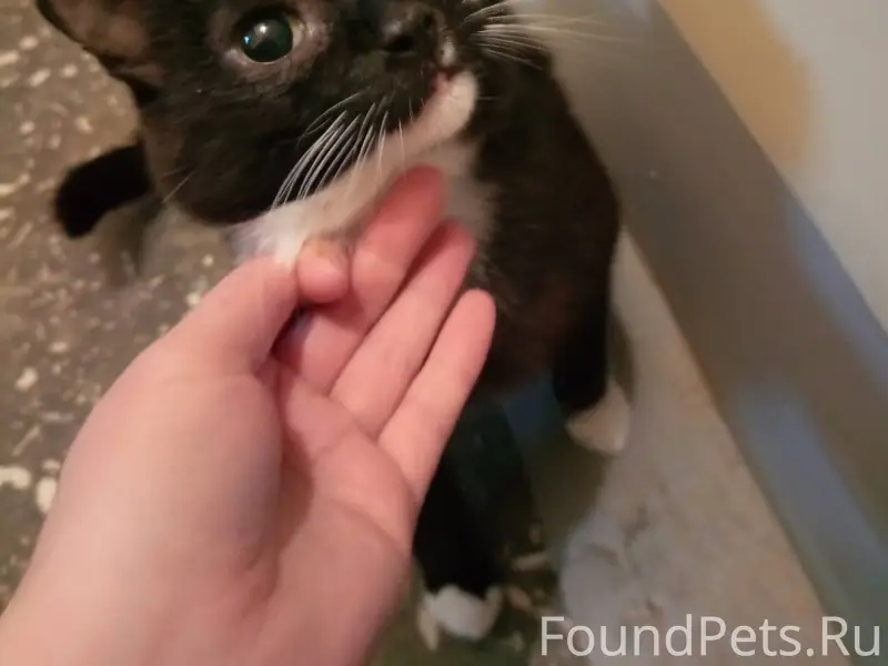 Найден кот в подъезде, не уход...