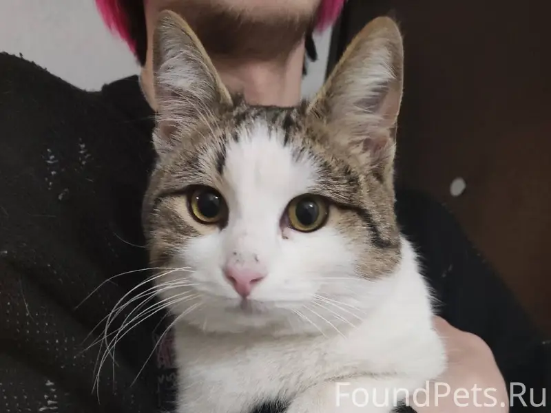 Найден кот в районе ул.Курортн...