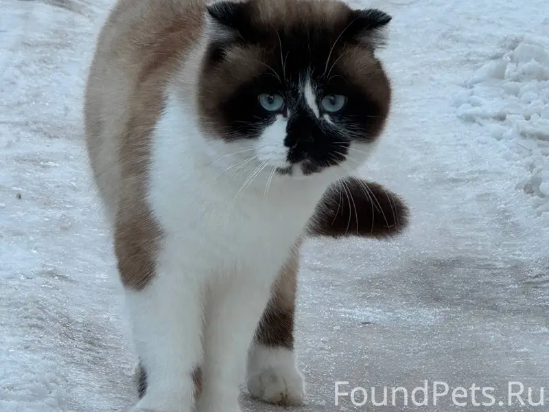 Всем добрый день , найден кот ...