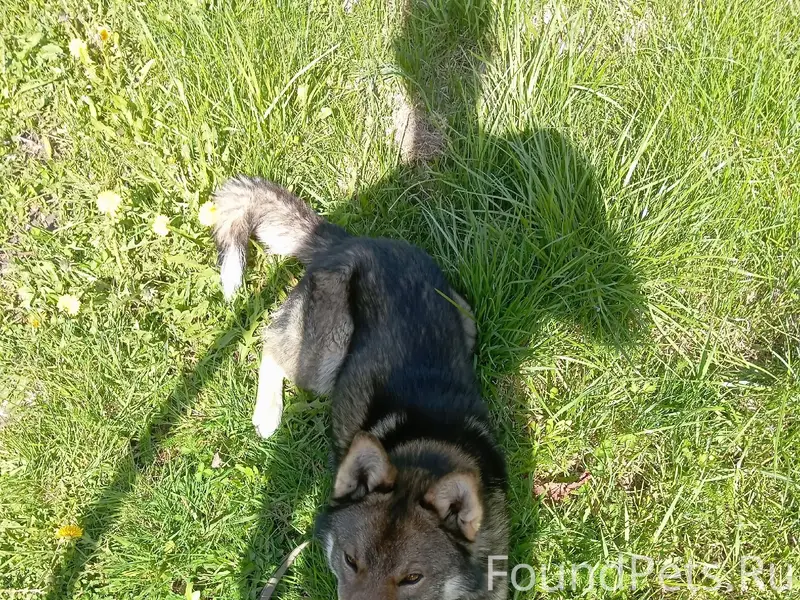 Пропала собака зовут Джек, в р...