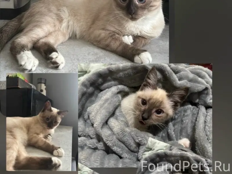 Помогите найти кота 🙏 Пропал в...