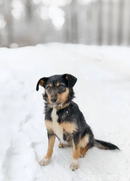 Вот такая кроха была найдена н...