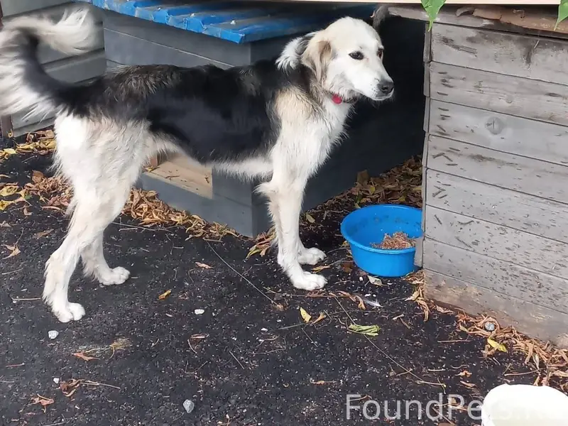 Потерялась собака Найда в райо...