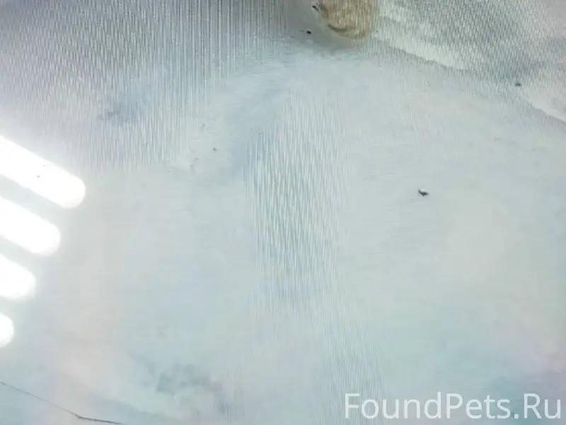 Вот эта милашка оказалась на у...