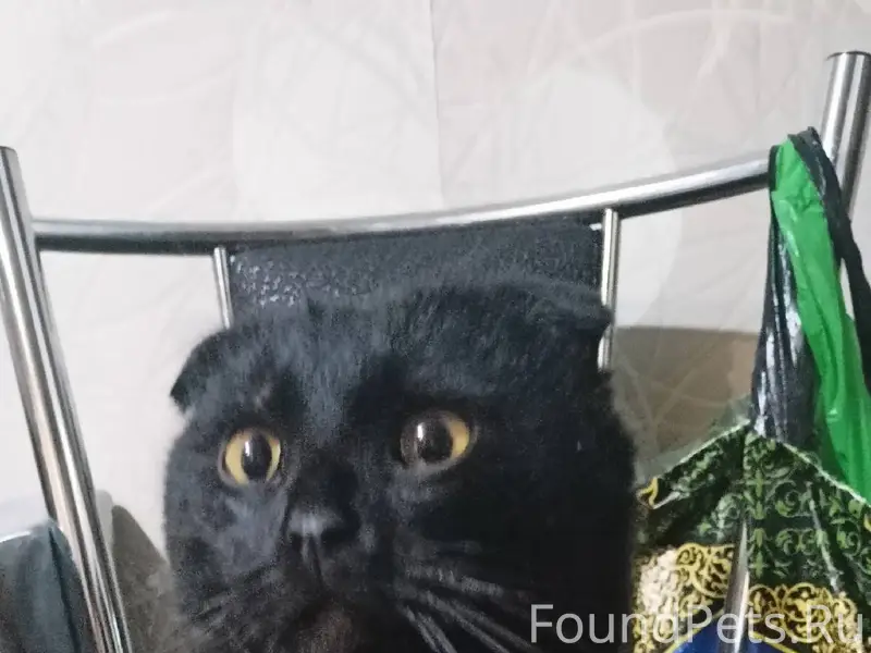 Пропал кот по кличке черныш За...