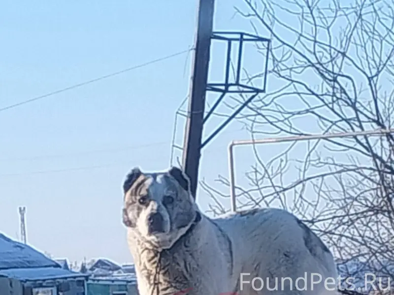 Убежала собака (алабай), район...