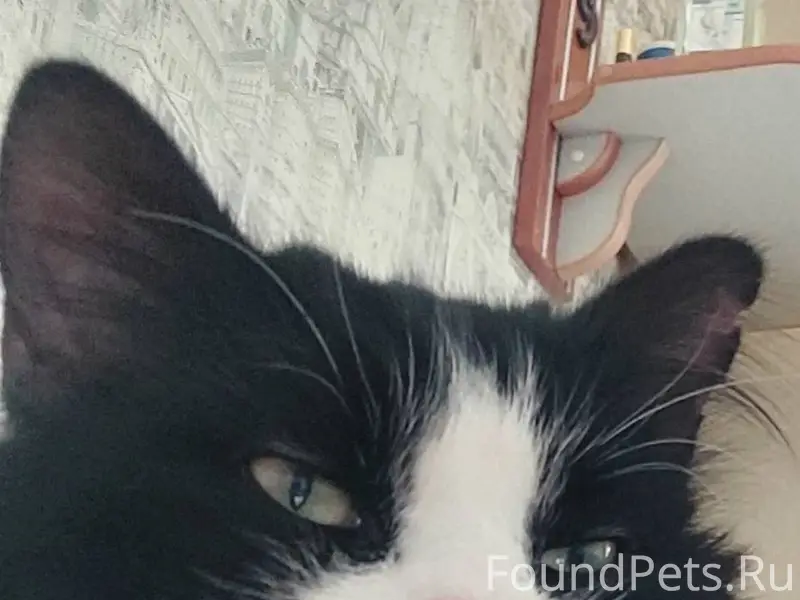 Пропал кот по улице Красноарме...