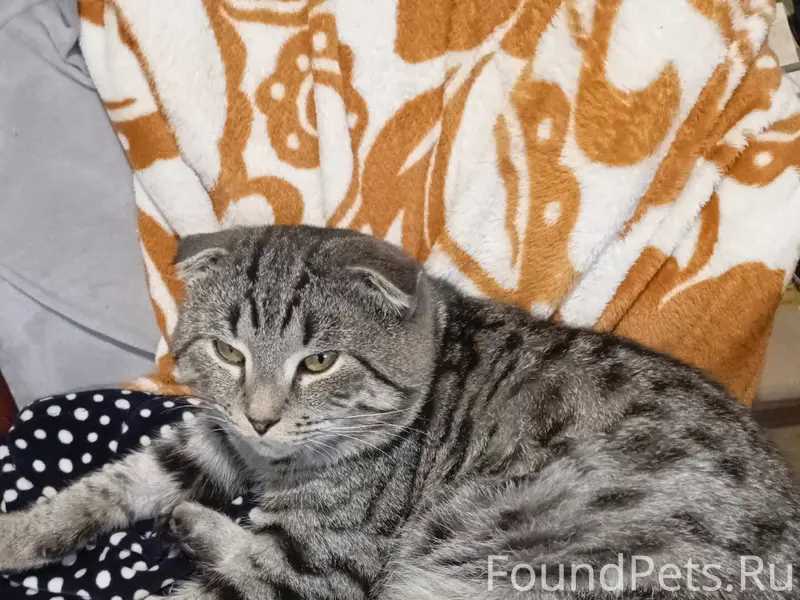 Пропал кот.Ушел гулять и не...