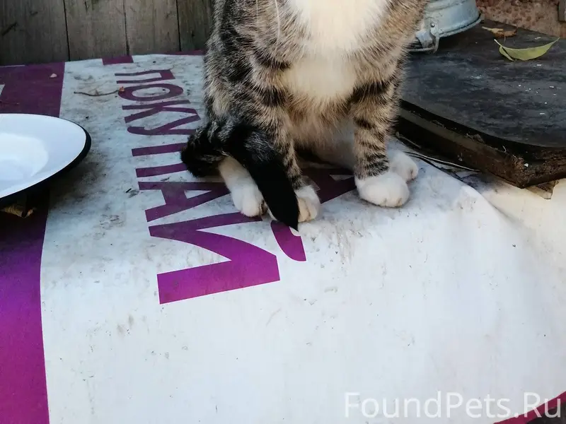 ПРОПАЛ КОТ!!! Кот взрослый, бо...