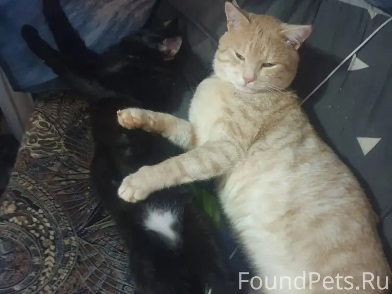 Пожалуйста, помогите! Пропал к...