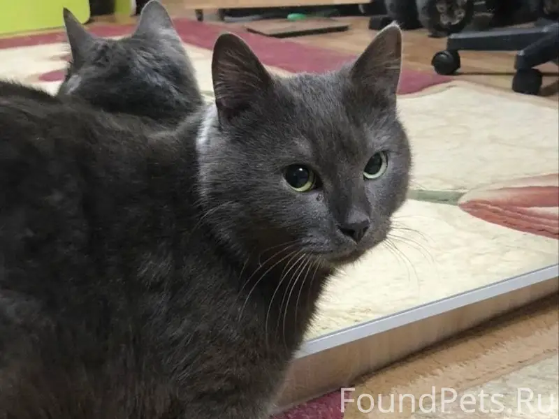 2.01.26 был найден кот...