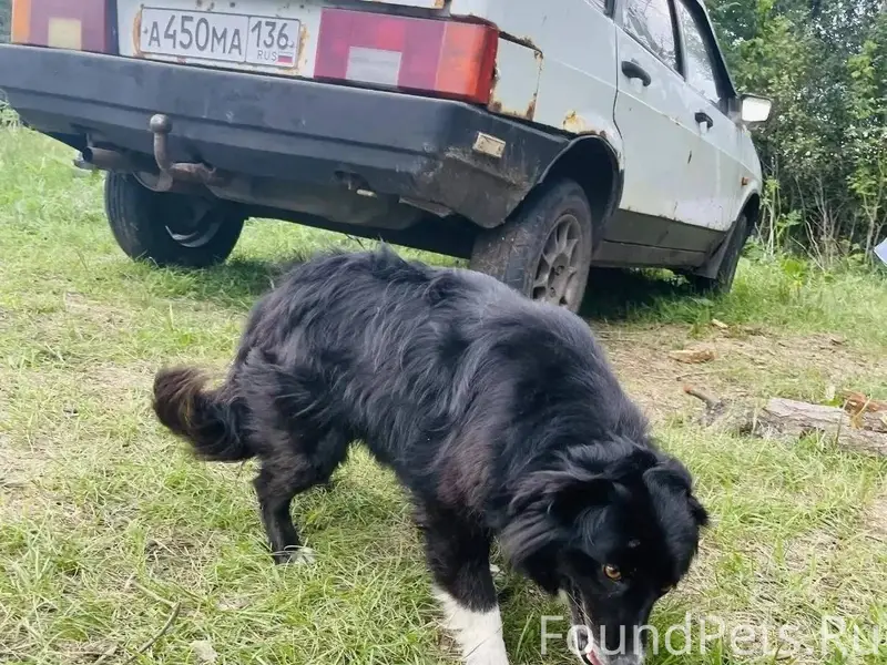 🐶 ПРОПАЛА СОБАКА 🐕‼️ 🐕 Отклика...