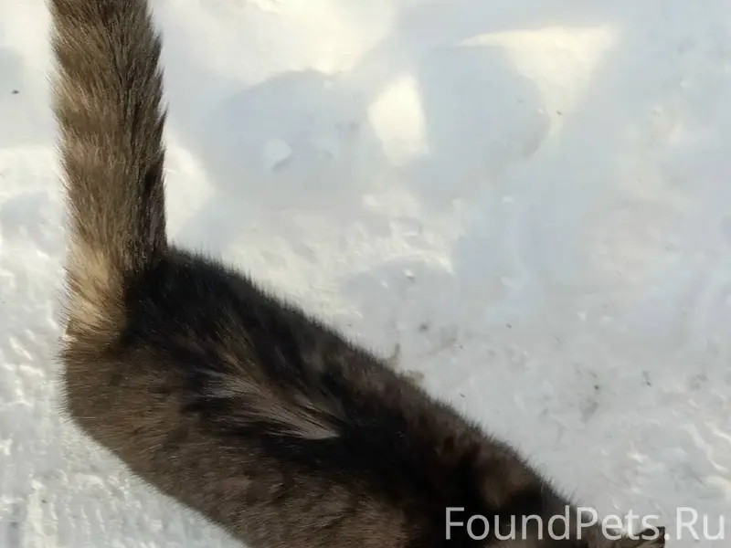 Возле музея две недели назад п...