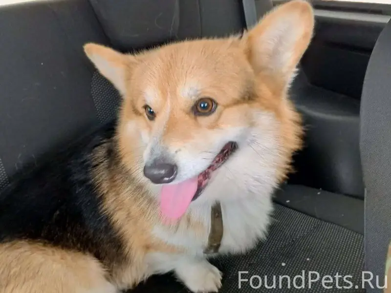 Помагаю информационно Орехово-...