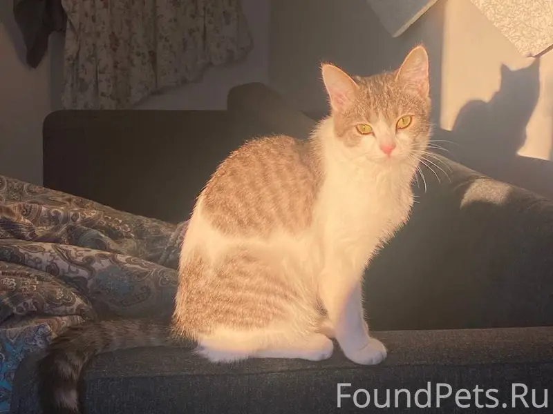 Пропала кошка‼️‼️‼️‼️‼️‼️‼️ В ...