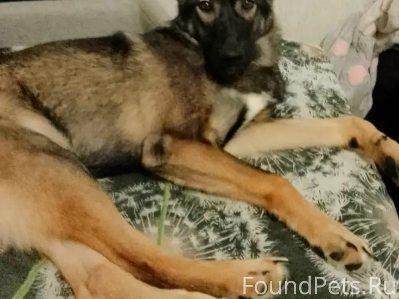 Убежала собака около семи меся...