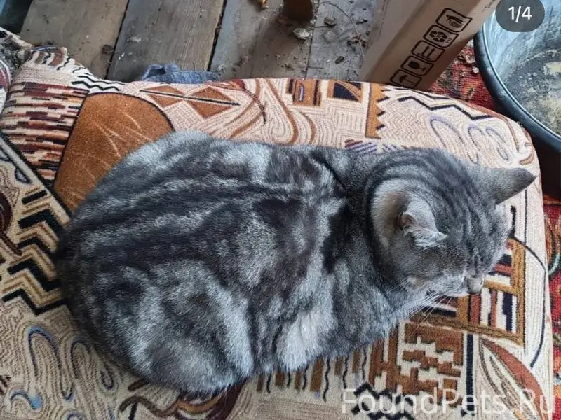 Добрый день. У нас пропала кош...