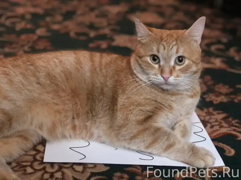 Дорогие, у нас пропал наш люби...