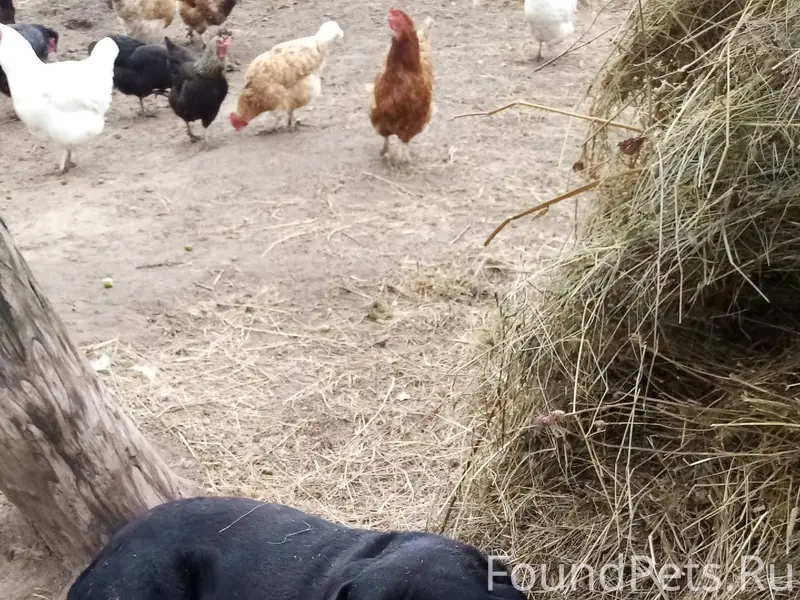 01.01.2026 пропала собака. Про...