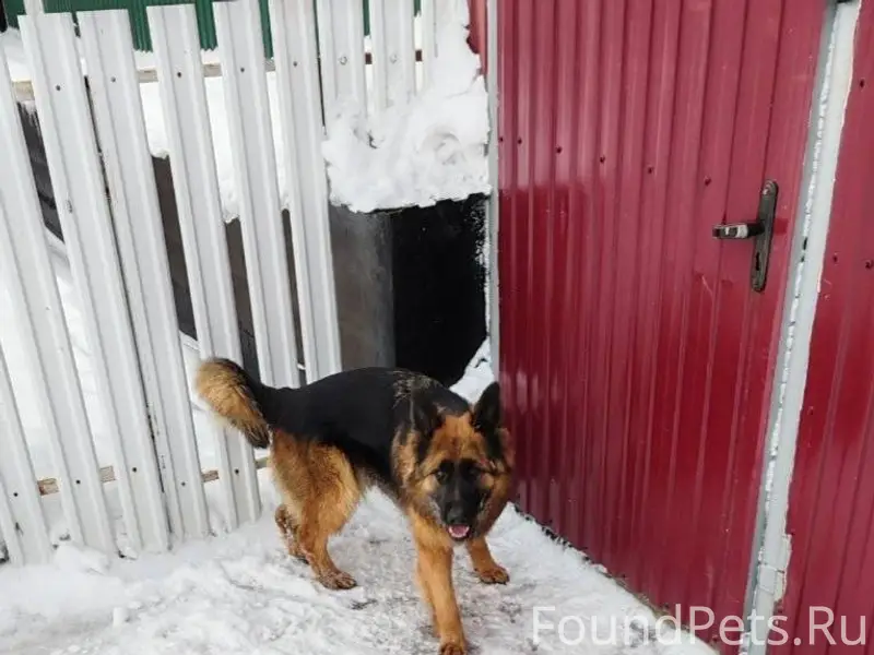 Кто потерял собаку? Большое То...