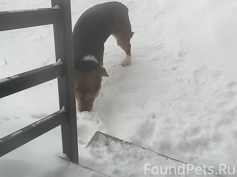 Бегает собака в районе «Верхуш...