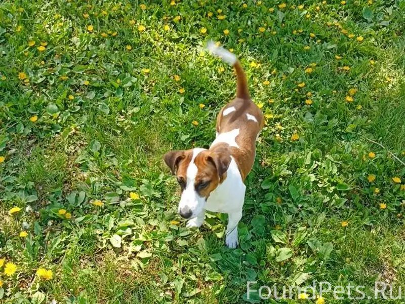 Пропала собака 🐶 Джек Рассел т...