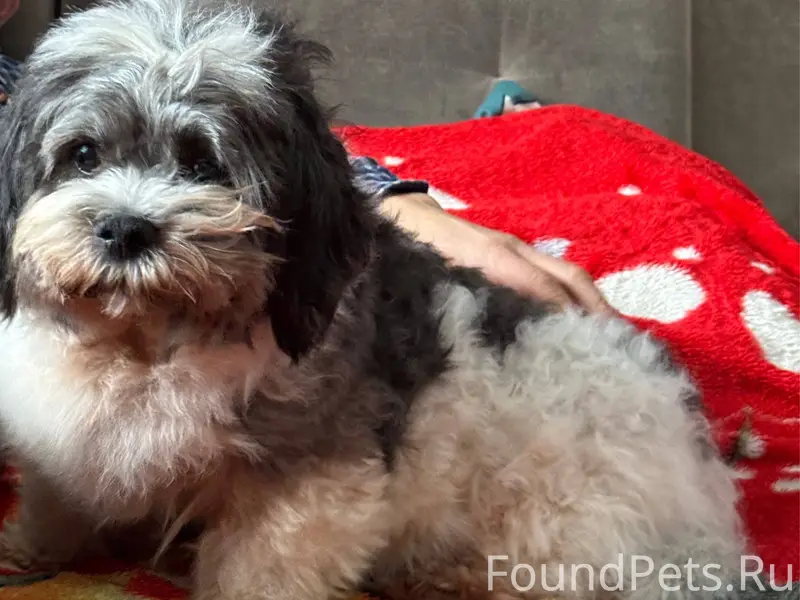 Пропала собака, (мальчик), кли...