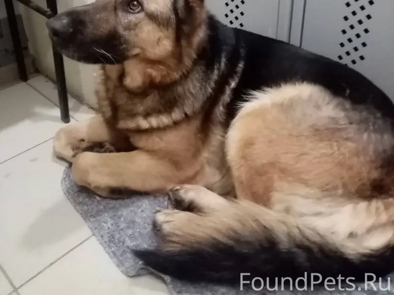 РЕПОСТ ПОЖАЛУЙСТА !🆘🆘🆘🆘🆘🆘🆘🆘🆘 И...