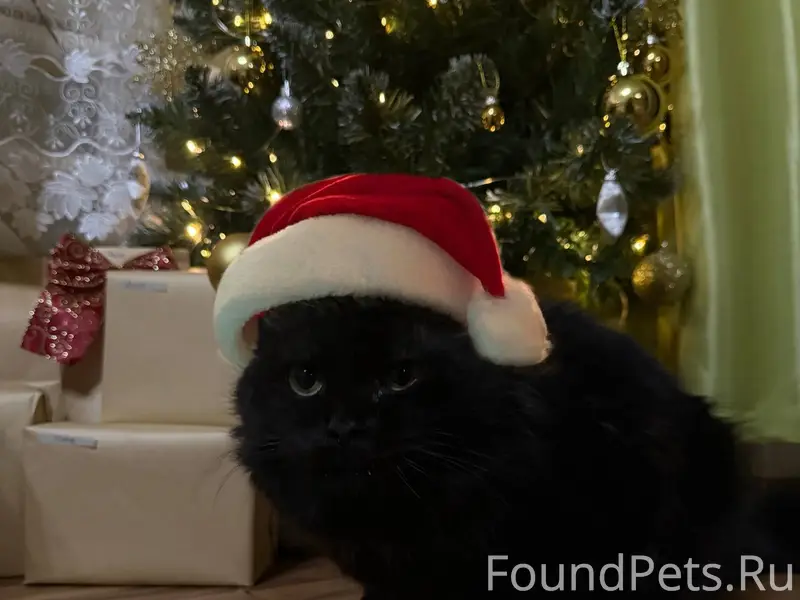 Пропал наш любимчик💔 Если кто-...