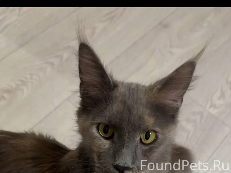 Найдена кошка, Мейн Кун Очень ...