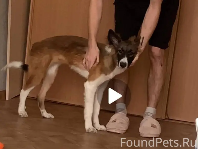 ❗️Потерялась собака❗️ Кличка А...