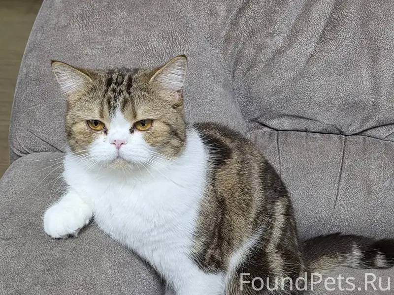 Солнечная, 19 пропала кошка. О...