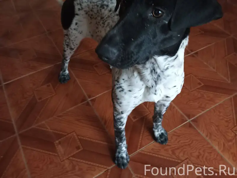 Найдена собака 3 января в райо...