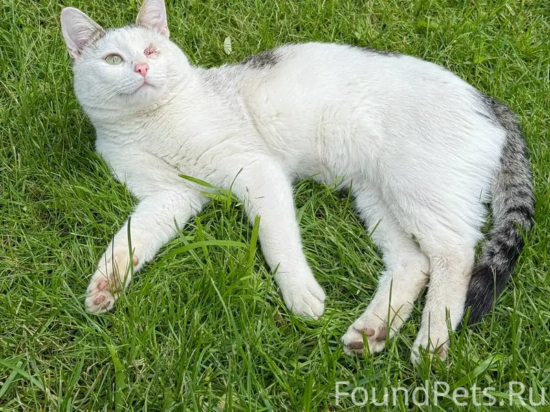 Пропал кот, с одним глазиком ,...