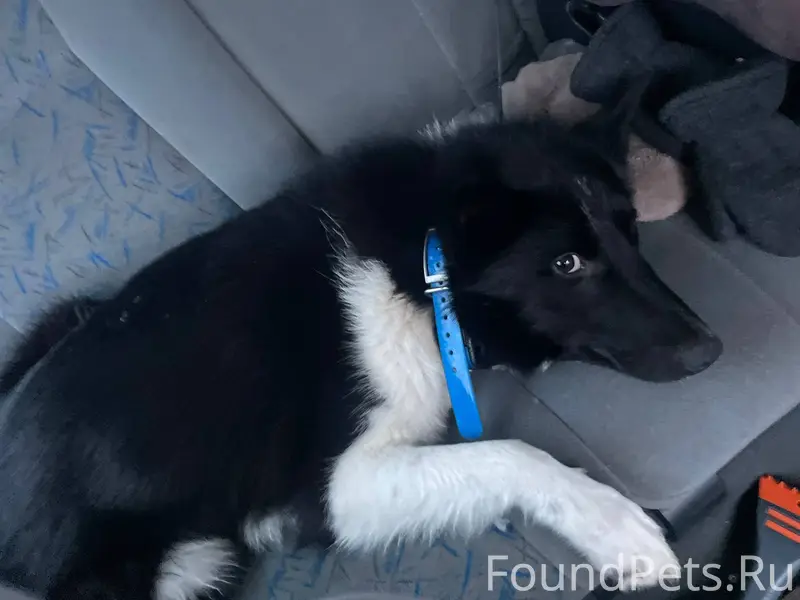 Найдена собака,лайка! Найден п...