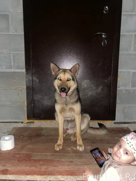 Пропала собака!!! Кличка Мухта...