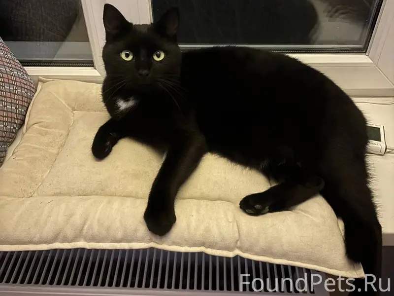 Пропал любимец семьи, кот по и...