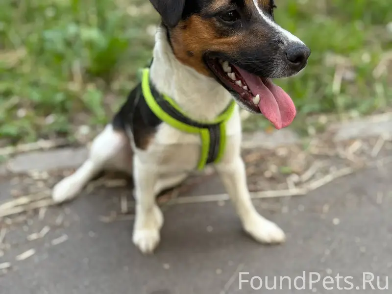 Здравствуйте убежала собака, ч...