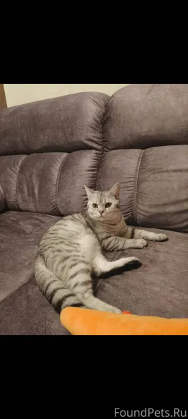 !!!! Срочно!!!!! Пропал кот, б...